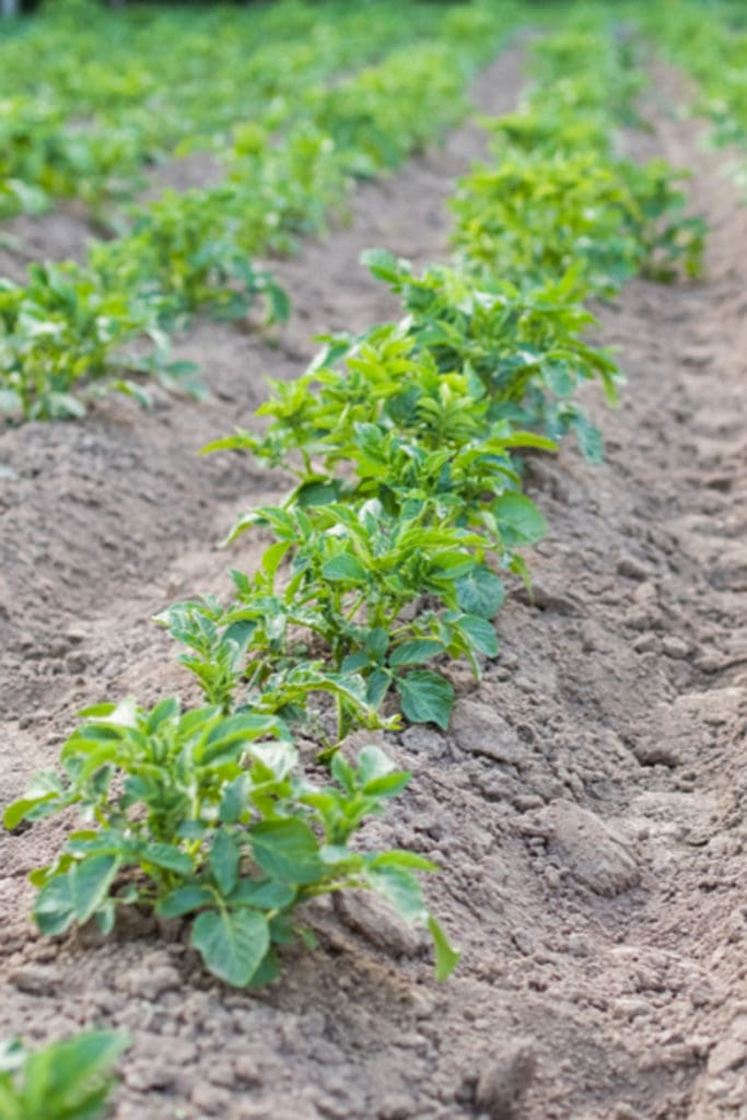 how to hill or mound potatoes 