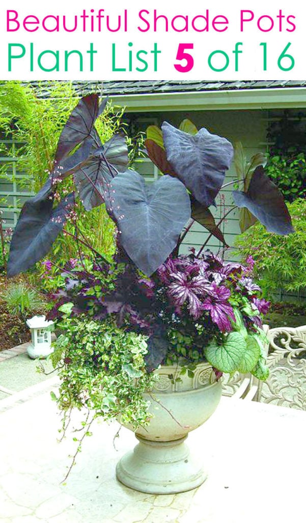 Tropical and exotic colorful container garden ideas for shade