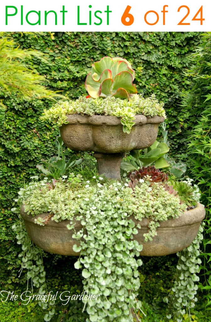 Mixed succulent container garden ideas 