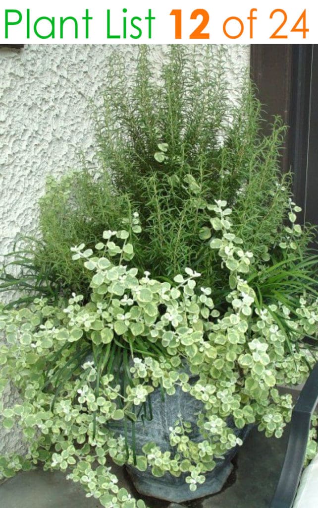 White and green plant combinations