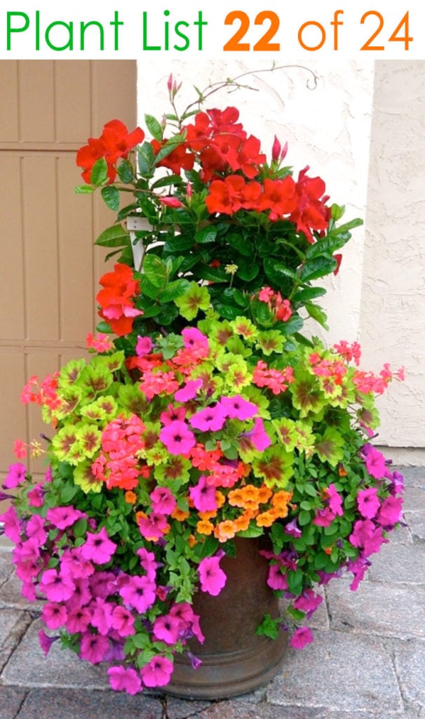 Colorful pink and red flower planters