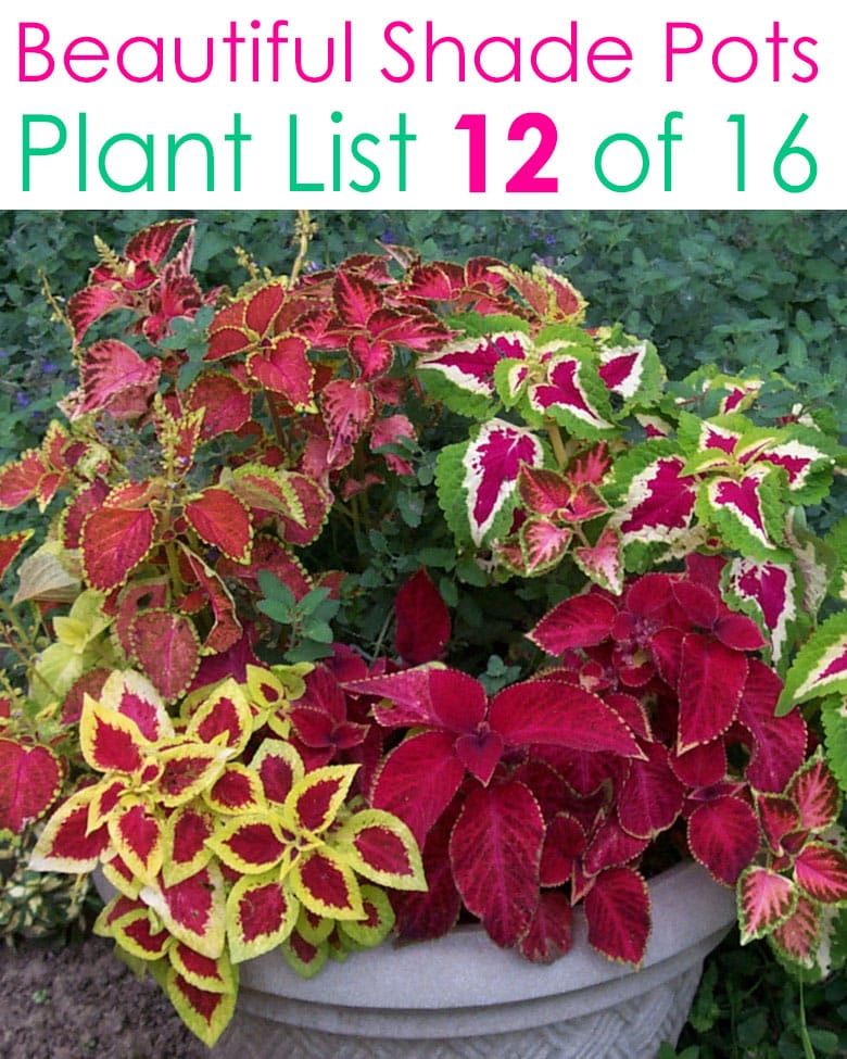 Colorful foliage shade loving plants 