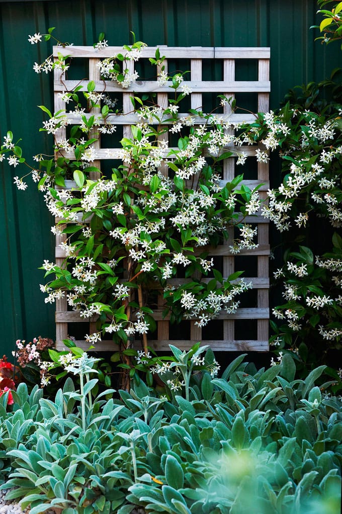 Wall trellis ideas
