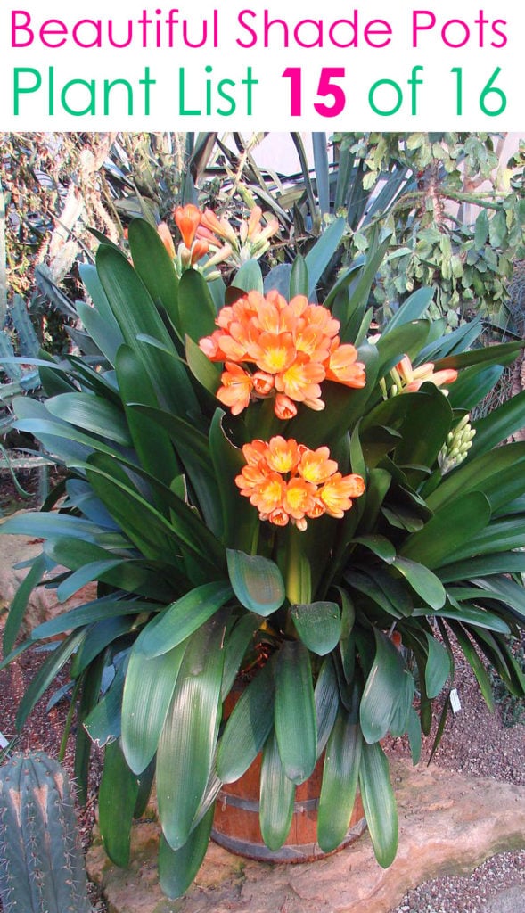 Colors and fragrance in shade gardens