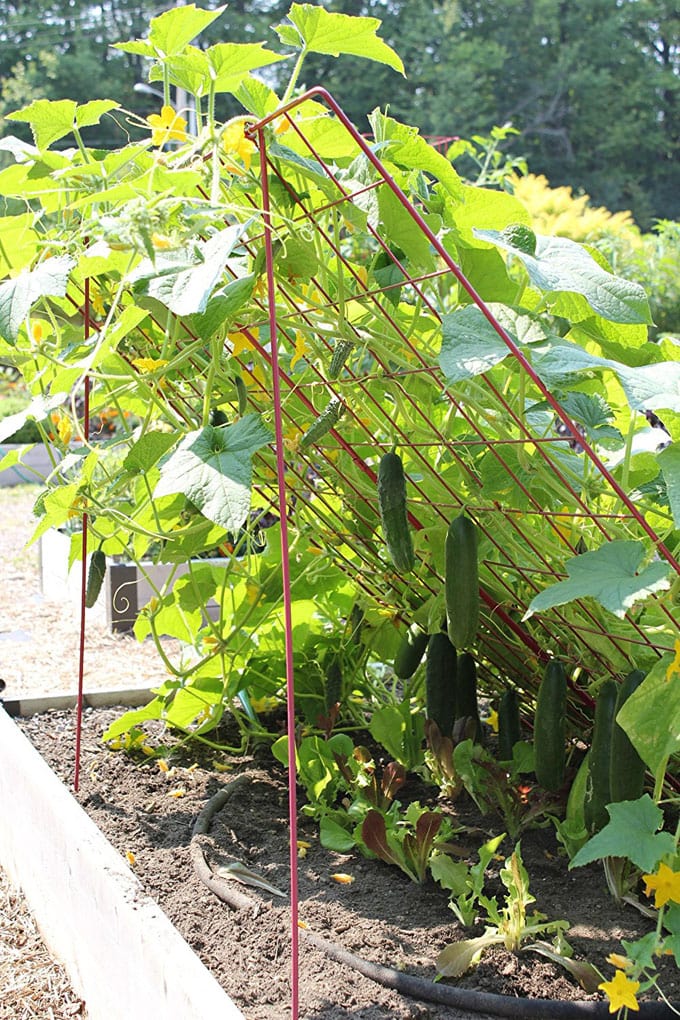 Easy cucumber trellis
