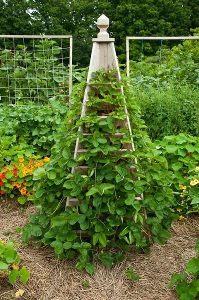 Vertical planter trellis