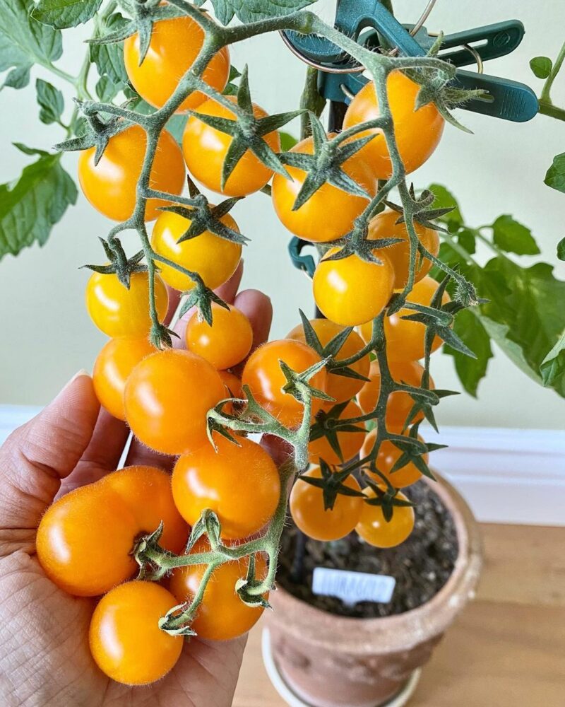 Dwarf vegetables in small containers 