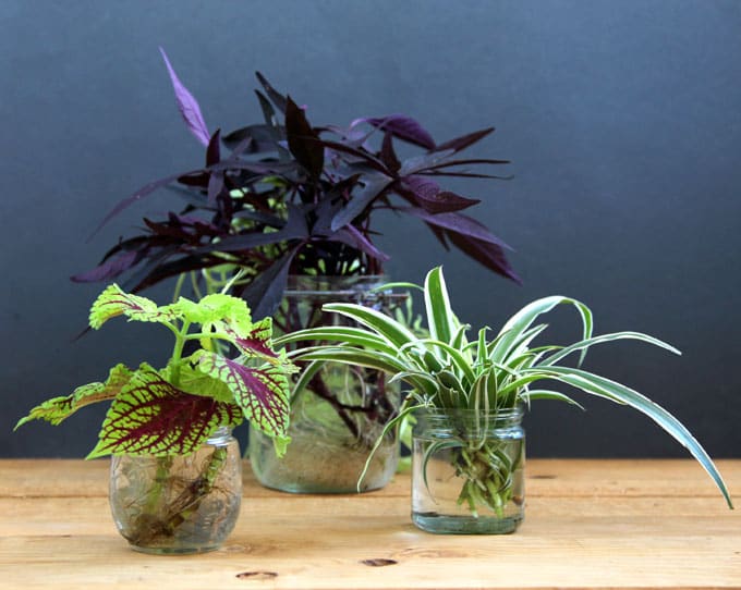 The easiest and most foolproof way to grow indoor plants in glass bottles and water. 10 beautiful plants for an easy-care indoor garden and clean air! - A Piece Of Rainbow