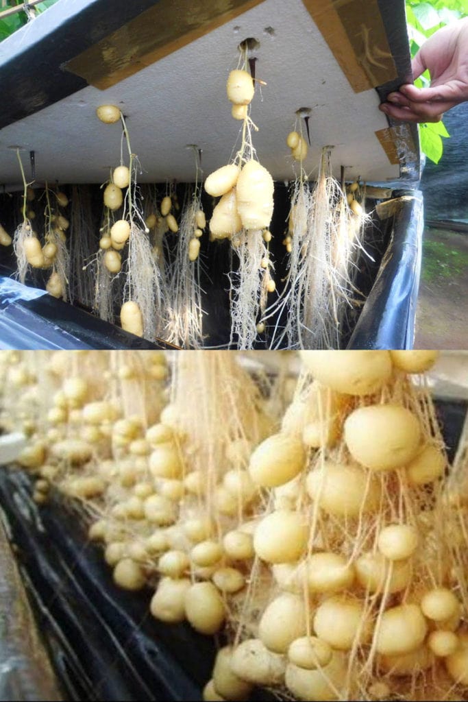  hydroponic and aeroponic potato growing