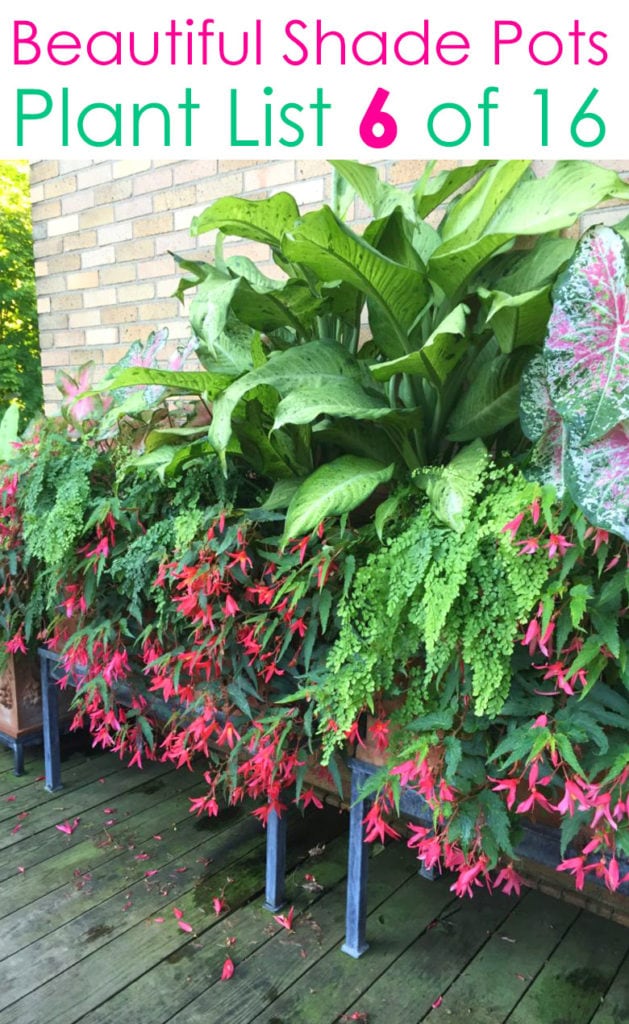 Beautiful shade loving flowers red