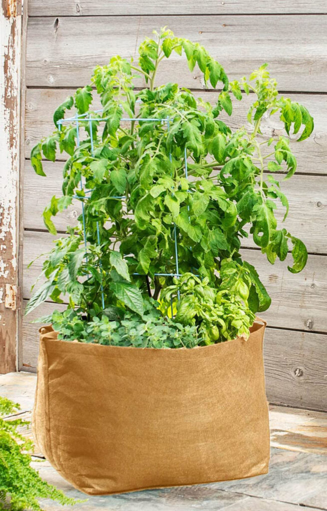  container vegetable gardening in grow bag and fabric pot