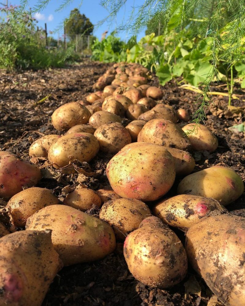 20' of abundant potato harvest in the garden