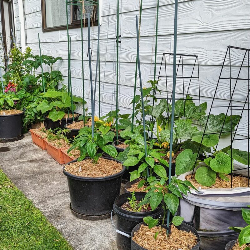 Use Mulch in container vegetable gardening 