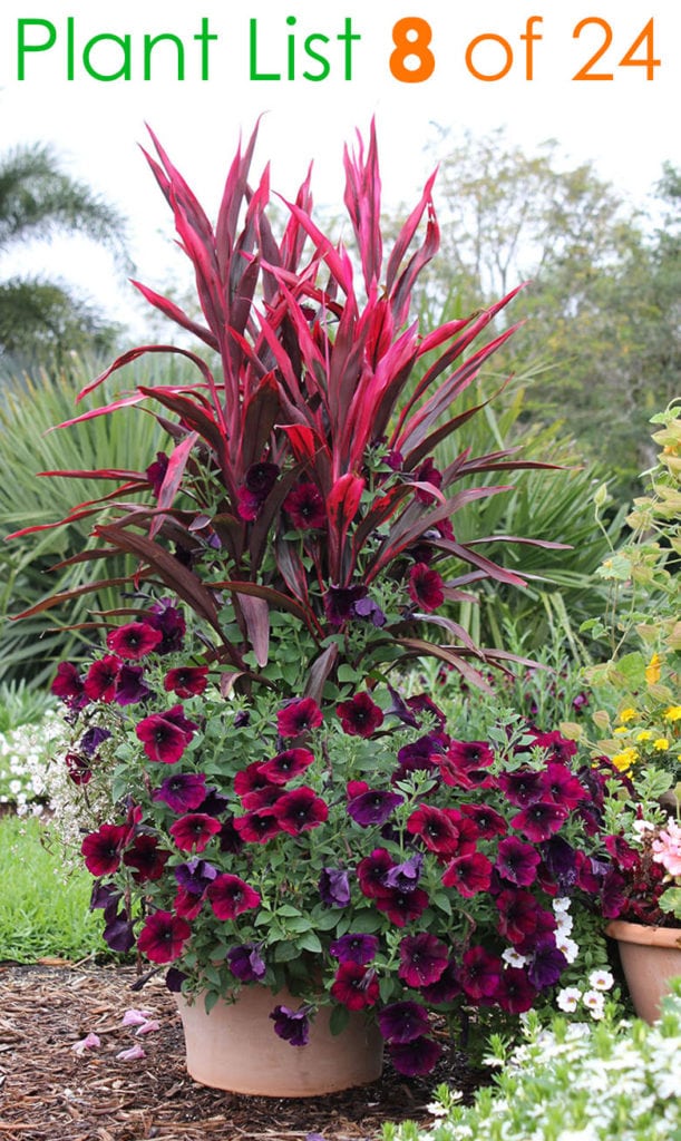 Mixed flower pot plants ideas in showy burgundy colors