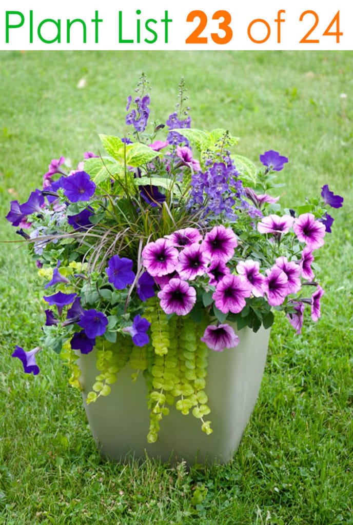 Purple and yellow container garden plants 