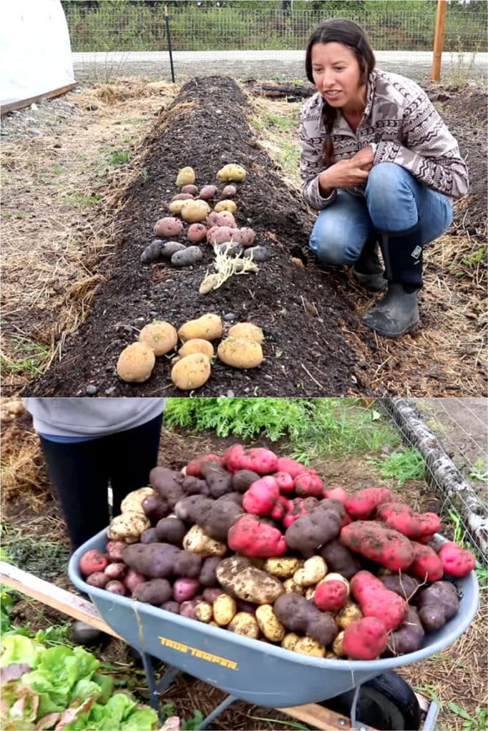 row of potato harvest