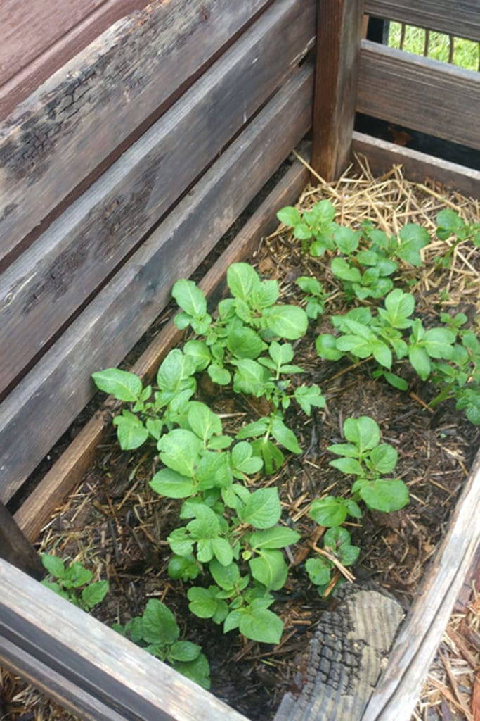 grow potato using straw