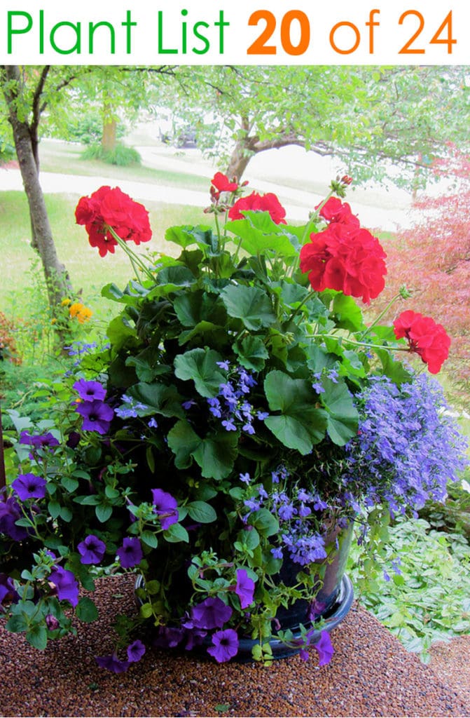 Cottage garden flowers in pots