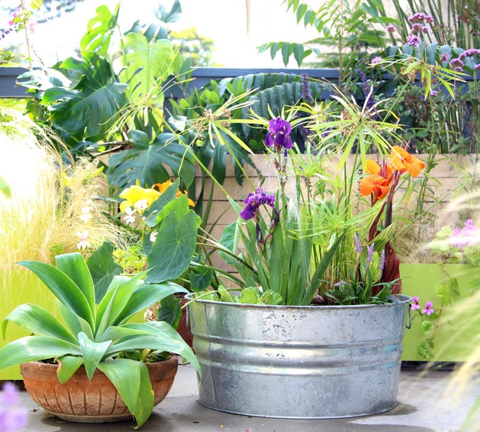 beautiful water garden plants in a solar fountain easy DIY patio pond