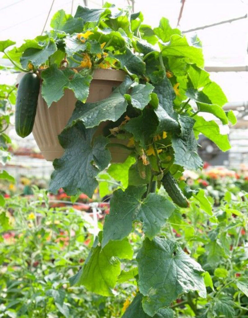 Grow vegetables in hanging basket