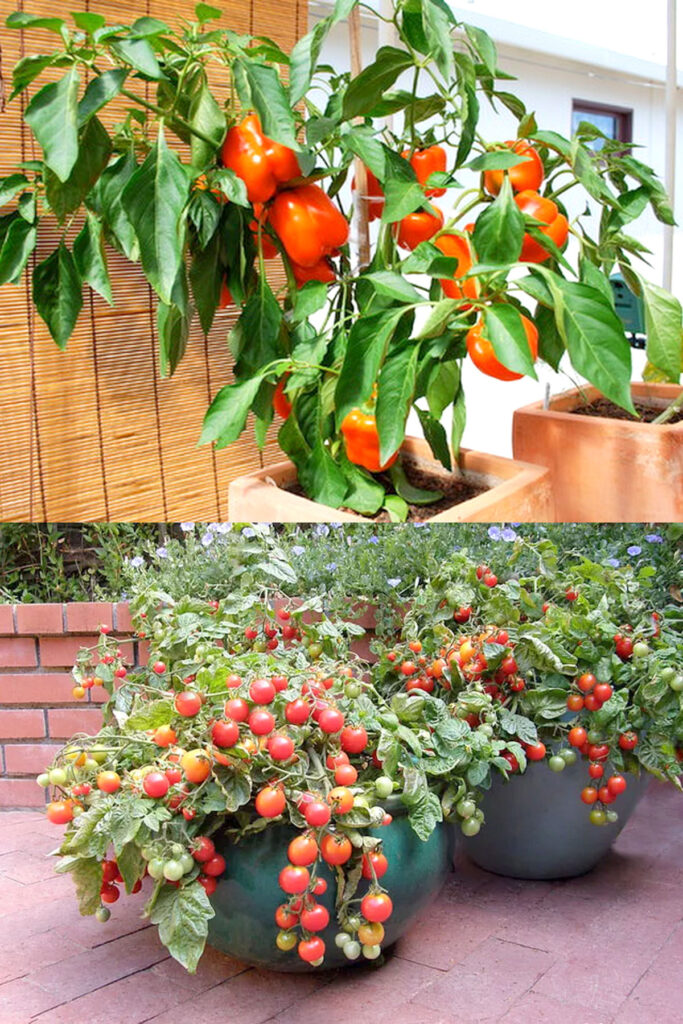 Colorful vegetables in decorative pots