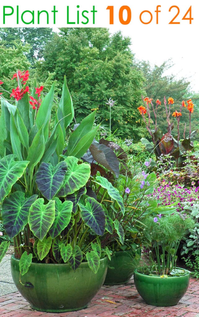 Tropical container patio garden ideas in water containers