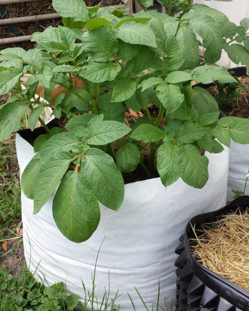 potato grow bag 