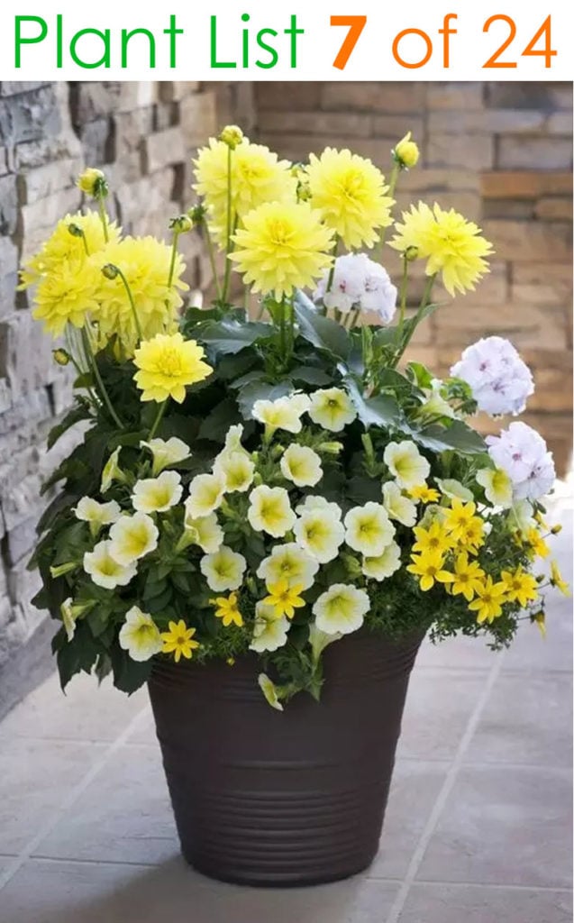 Mixed flower pot planting design in shades of yellow