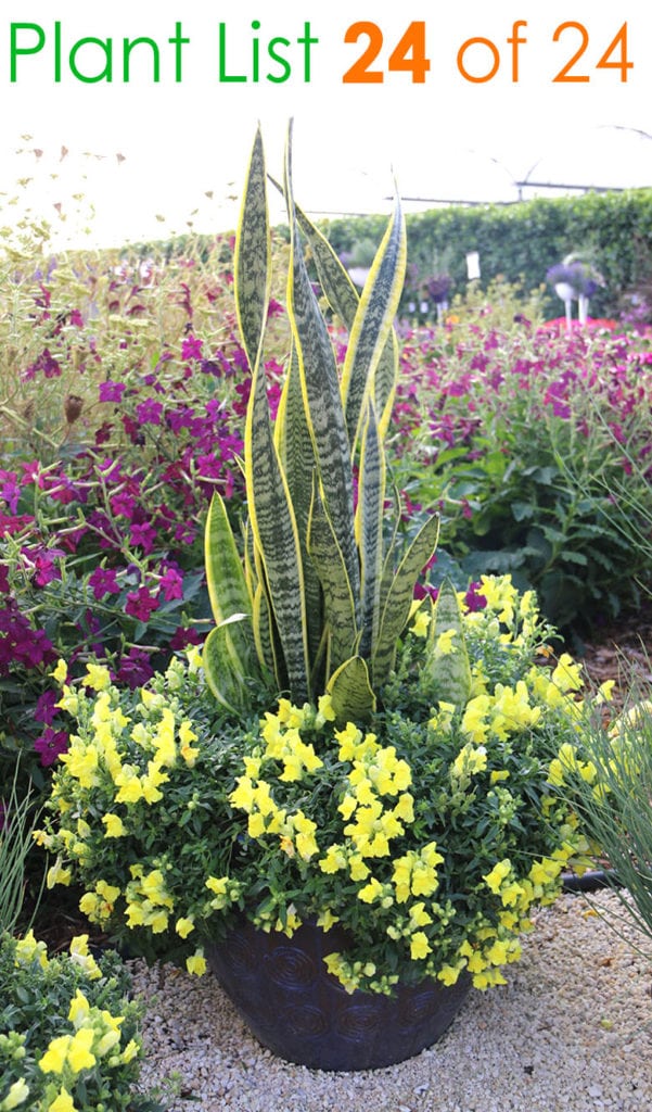 Flower and succulent mixed planter pots