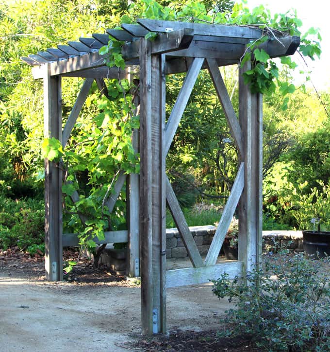 How to build a beautiful DIY pergola ( beginner friendly DIY grape arbor )!