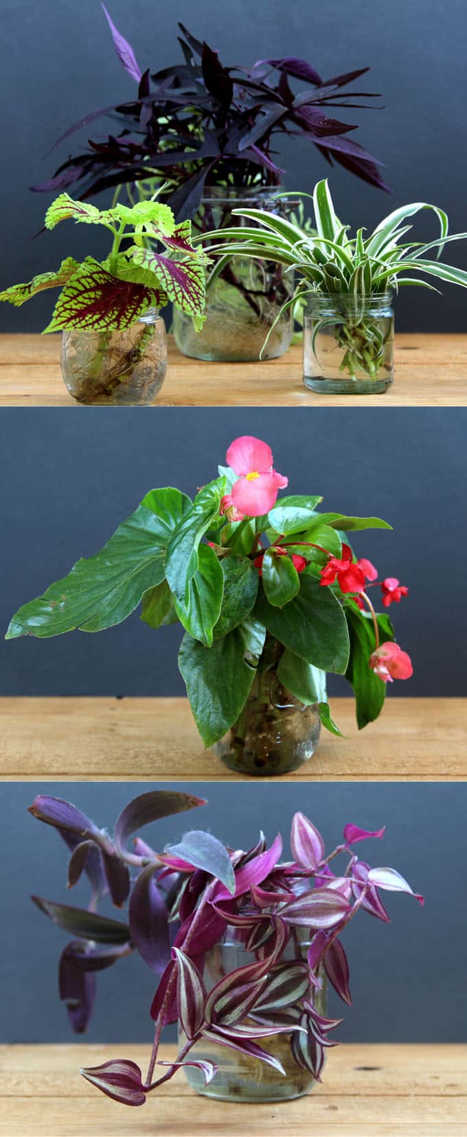 The easiest and most foolproof way to grow indoor plants in glass bottles and water. 10 beautiful plants for an easy-care indoor garden and clean air! - A Piece Of Rainbow