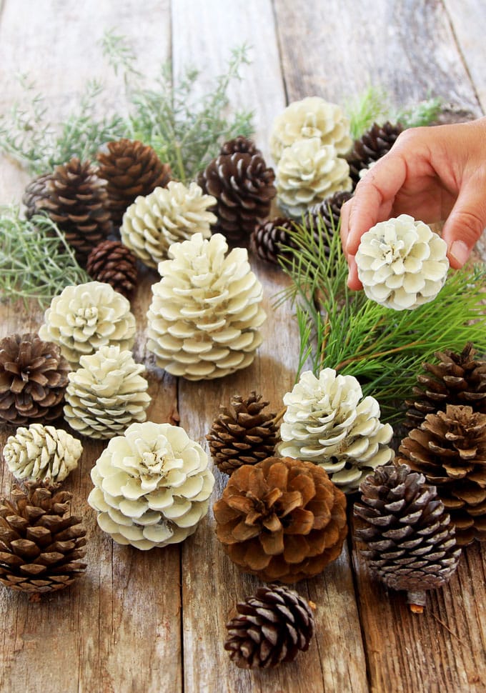 DIY beautiful "bleached pinecones" in 5 minutes without using bleach