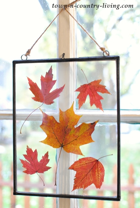 pressed fall leaves in picture frames