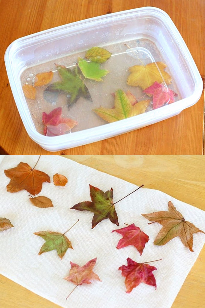 preserve fall leaves in glycerin, or Mod Podge 