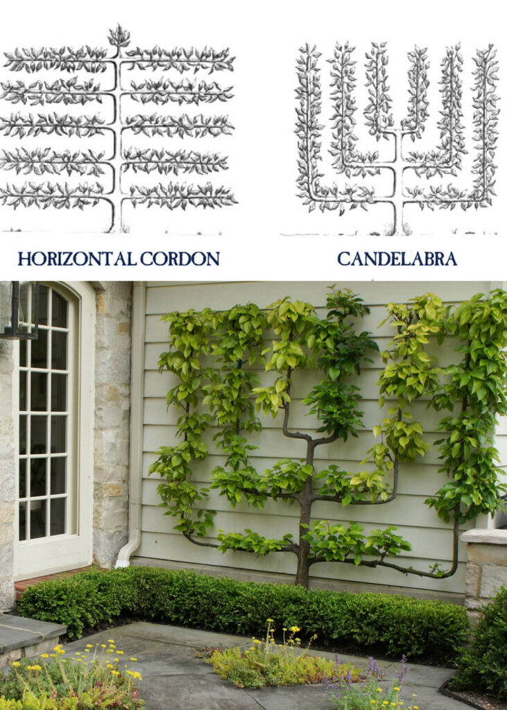 horizontal cordon espalier pattern