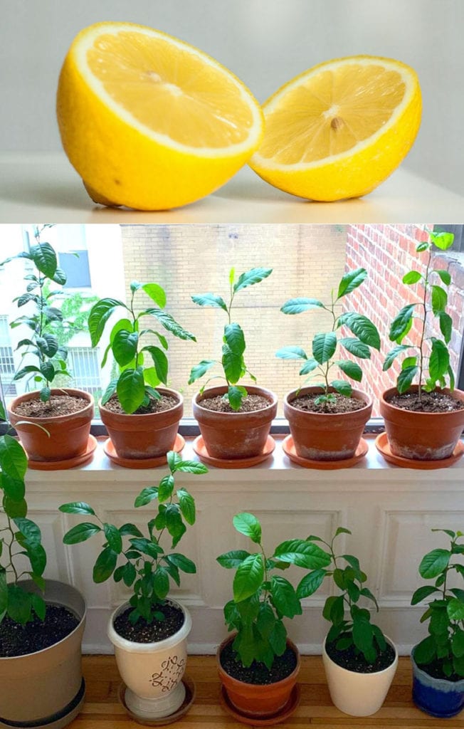 Grow lemon trees from seeds