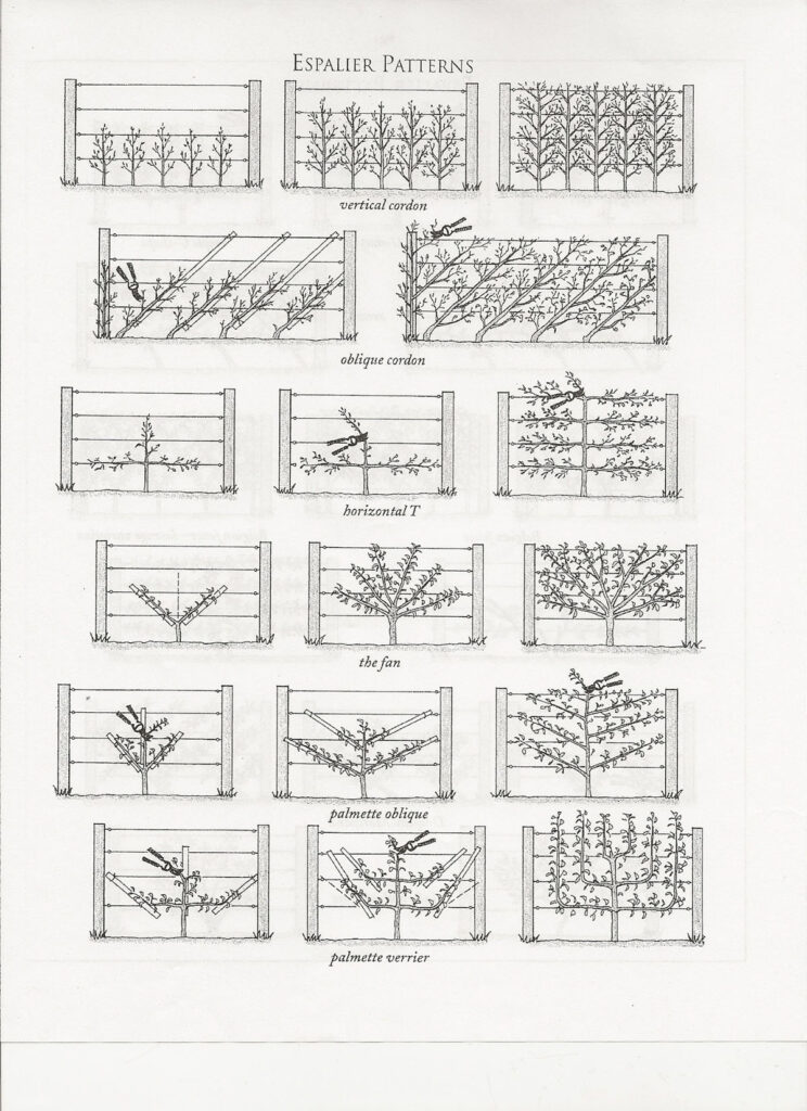 training espalier trees 