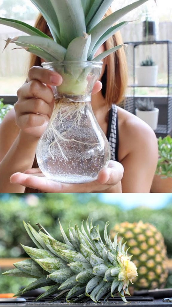 how to grow pineapple in water easy tutorial
