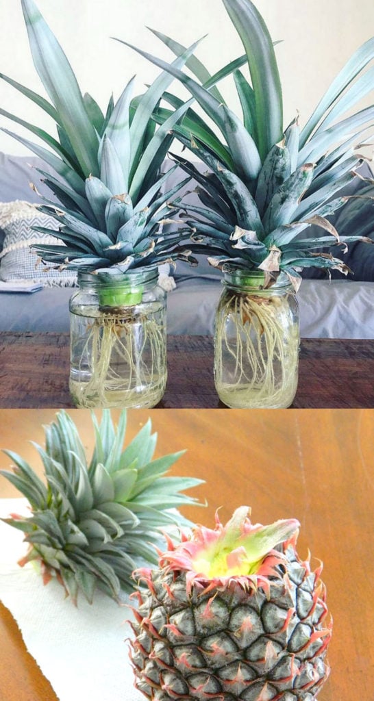 grow pineapple in water  