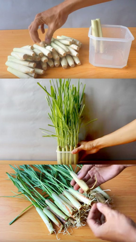 Regrow lemongrass from kitchen scraps 