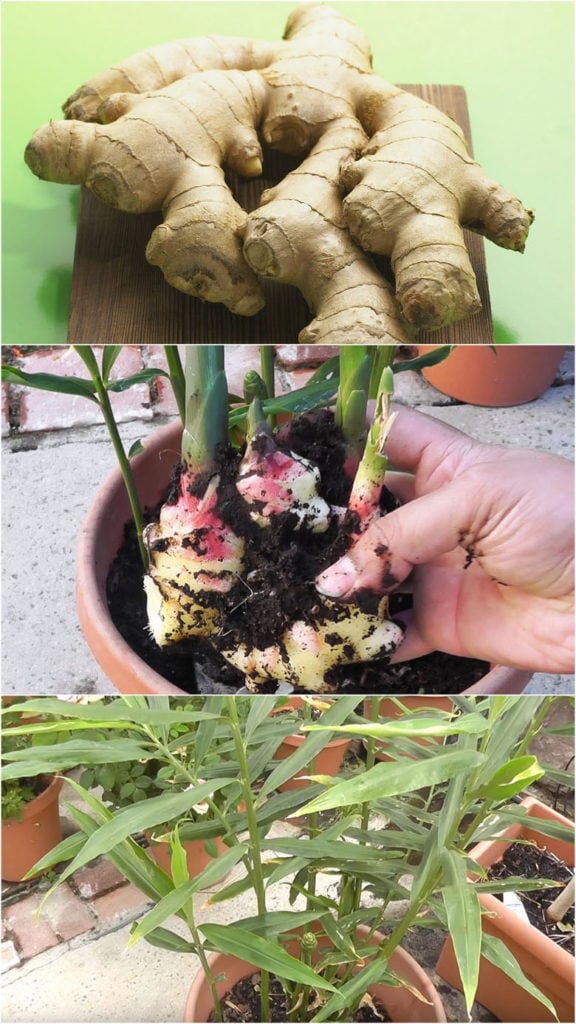 Grow grocery store ginger in pots