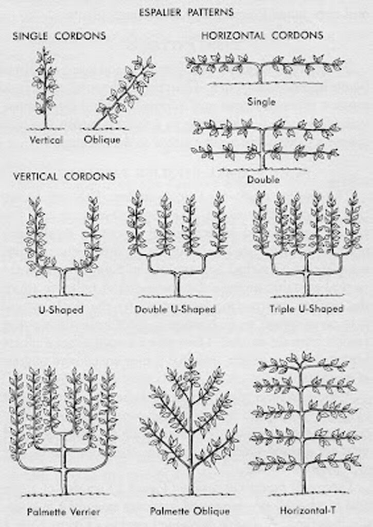 How to train espalier trees 