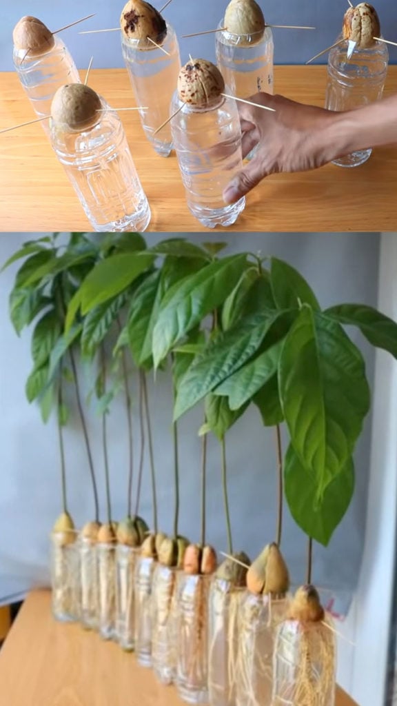 how to grow avocado in water with toothpicks 
