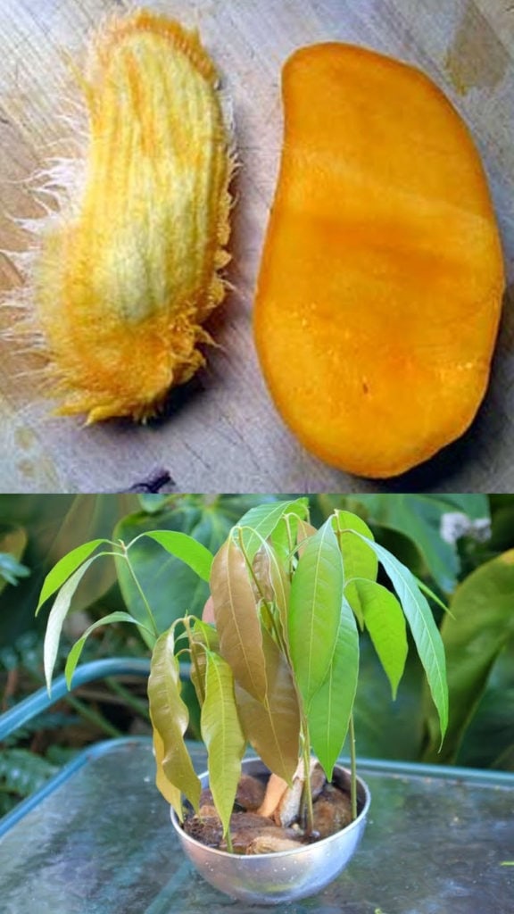grow mango from seed