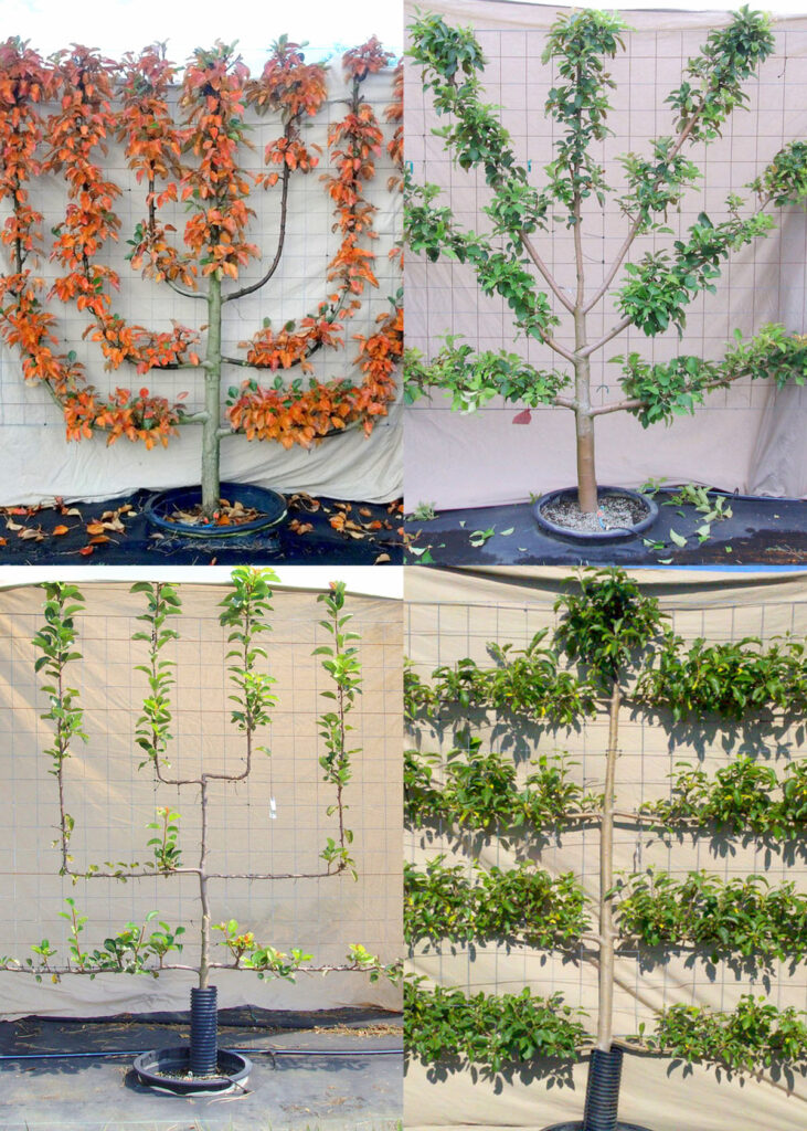 growing espaliered fruit trees 