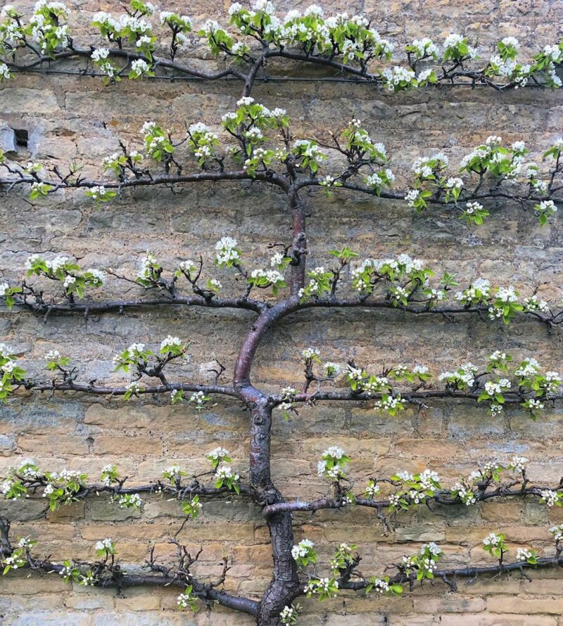 flowering espaliered fruit tree