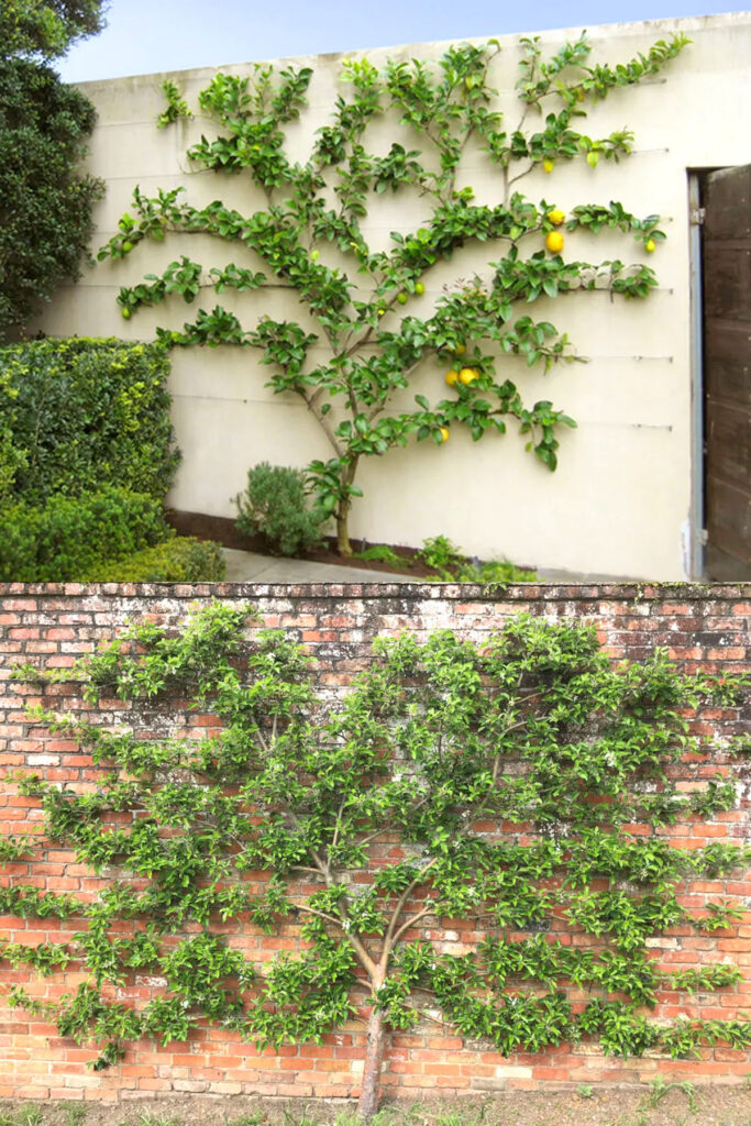fan espalier patterns design ideas 