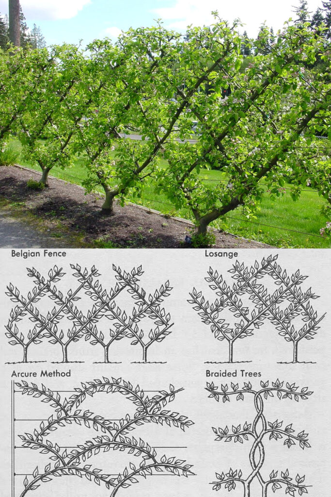 Belgian fence espalier