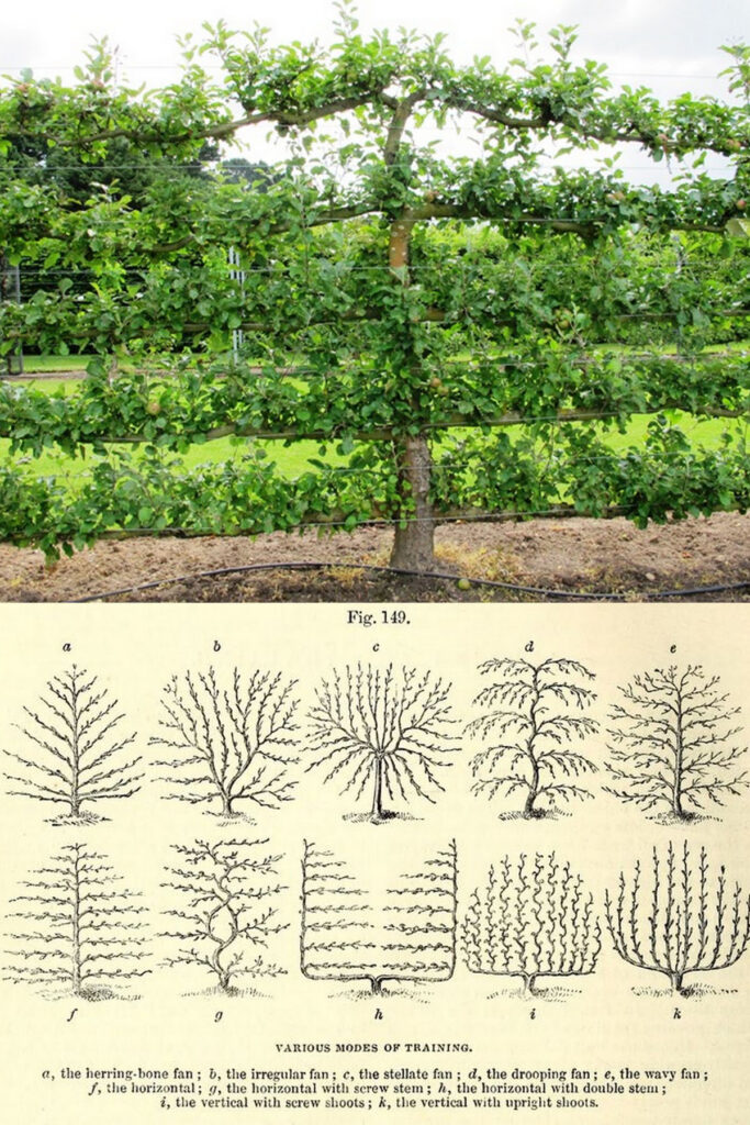 espalier training ideas and design patterns