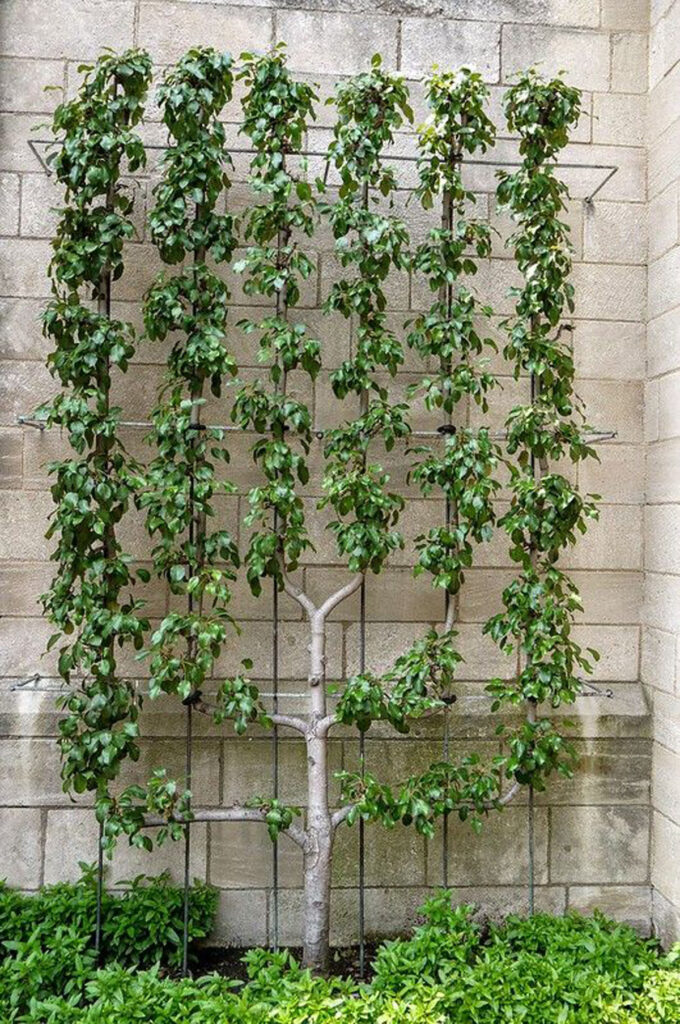 cordon espalier